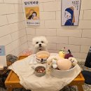 부산애견호텔 강아지유치원 맘바이 사하구점 이미지