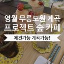 숲속애견샵 | 영월 프로젝트 숲 무릉도원계곡 숲속 애견동반 계곡 카페 방문후기