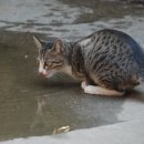 고양이세수 이미지