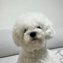 댕실댕실 이미지