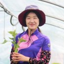 강보람고구마 이미지