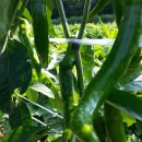 장화농장 이미지