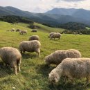 구남매목장 이미지