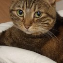 서진 동물병원 이미지