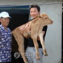 송아지집 이미지