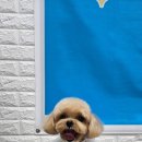 바오펫 이미지