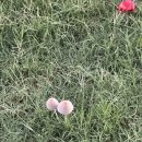 건희농장 | 호주워홀🇦🇺 D+33~39