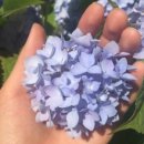 화원약국 이미지