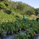 연일농장 이미지