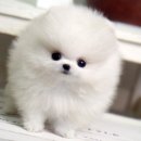 정퍼피클럽 이미지