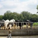 상하하늘목장 이미지