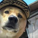 끼리끼리 이미지