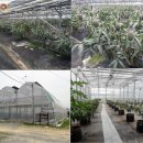 문영식 농장 이미지