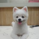 뷰티펫 하우스 이미지