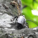 하늘소 이미지