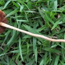 황토버섯 이미지