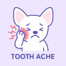 튼튼동물병원 | [일산 튼튼동물병원]강아지 치아파절로 크라운 한 후기🦷🐶 +스케일링