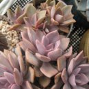 꼬지사랑 이미지