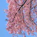 해인오빠~Cherry blossom for you 🌸 이미지