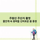 버들민박 | 주왕산 주산지 촬영 물안개 속 왕버들 신비로운 봄 풍경