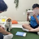 도그마루 동물병원 이미지