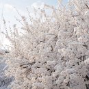 참 빛