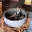 길냥이와 함께하는 이미지