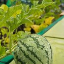 여름소풍 이미지