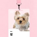 첫번째키친 | #제품협찬 ㅣ 강아지 생식 입문 추천 ˗ˏˋ ★ ˎˊ˗ 정글키친 생식 (치킨) 첫 급여 후기