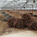 호동농장 이미지