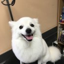 페츠비동물병원 이미지