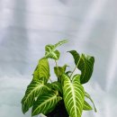 꽃그리고 | 왜관꽃집 다육그리고꽃 솔직 담백후기