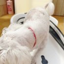 쁘띠하개 네이버블로그