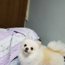 경포 스톤밸리 이미지