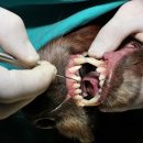 목감시티동물병원 이미지