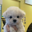 진보퍼피 이미지