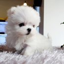 강아지분양 애견입양 아이러브독 대구점 말티푸 미니비숑 포메 | 부천강아지입양, 행복한 가족을 맞이하는 설레는 여정