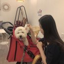 코코부코 이미지