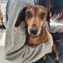 펫글타운 이미지