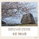 2025년 경남 사천 벚꽃명소 선진리성 벚꽃 실시간 개화상태(25년 3월 29일 방문)