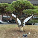 청송한식부페 | [소노벨 청송] 2박3일 여행 3일차 수달래식당 조식뷔페 후기