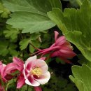 핑크타이거 이미지