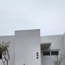 스테이 도채비꽃 이미지