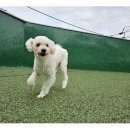 컴투펫 위탁보호센터 서울점 이미지