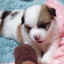 동물병원 유피 이미지