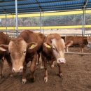 한우2농장 이미지