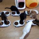 우리개 우리냥이 이미지