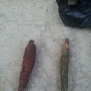 청실홍실 이미지