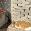 고양이카페 이미지