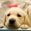 리베동물메디컬센터 이미지